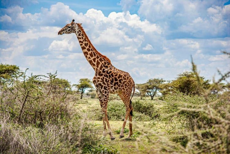 Southern Bliss Safari - Selous Nature Experience 