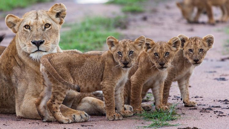 Big Five Safari