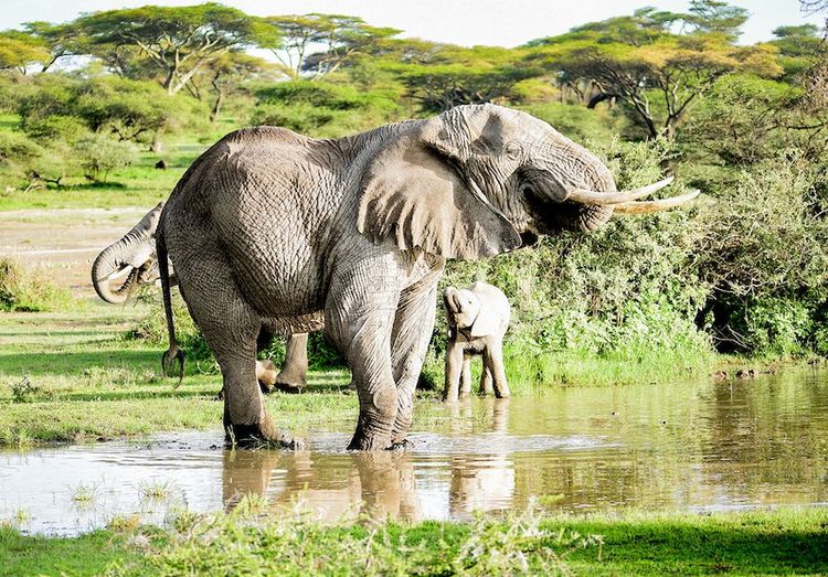 4-day Tanzania  Safari  Extension- nothern parks