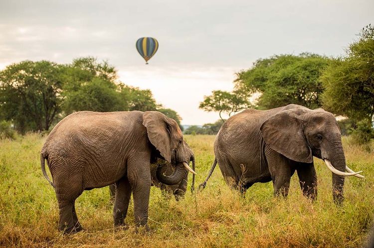 Explore Tanzania's Big 5 with 4x4 Jeep Safari Adventure