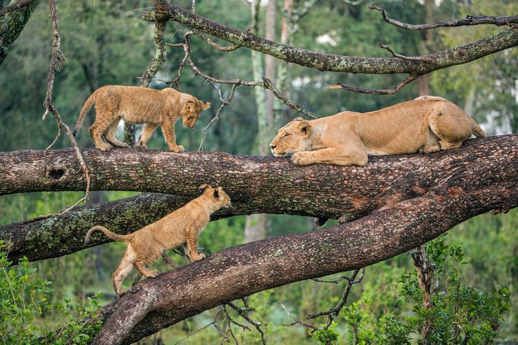 Discover the Unparalleled Beauty of Tanzania